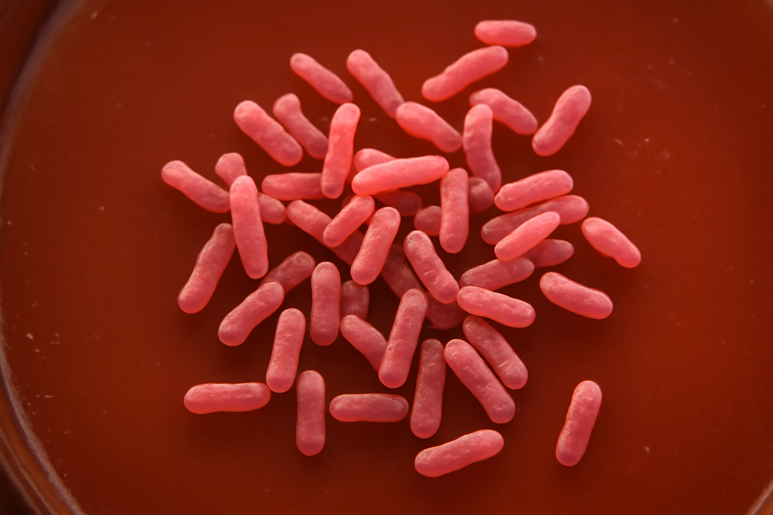 Descoperirea Șocantă: E. coli și Toxina Colibactină - Factor Cheie în Creșterea Cancerelor Colorectale la Tineri sub 50 de Ani | Studiul Universității din California